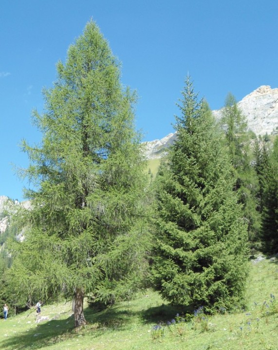 Larice ed Abete in Val San Nicolò - Canazei